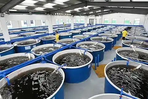 اتوماسیون کنترل هوشمند پرورش ماهی