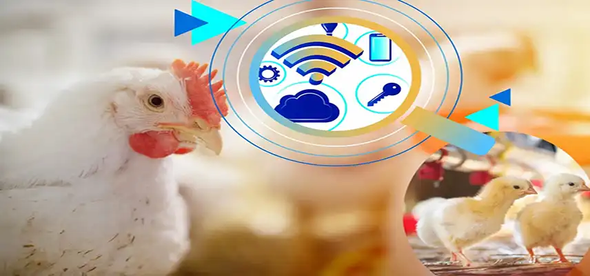 تکنولوژی هوشمند سازی در مرغداری های صنعتی